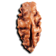 Load image into Gallery viewer, 1 Mukhi Ganesh Rudraksha from Indonesia - Bead No. 147
