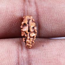 Load image into Gallery viewer, 1 Mukhi Ganesh Rudraksha from Indonesia - Bead No. 147
