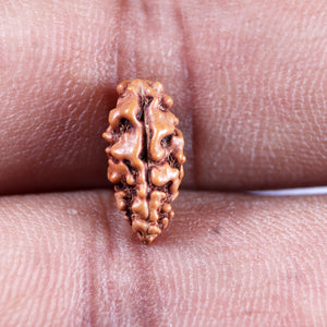 1 Mukhi Ganesh Rudraksha from Indonesia - Bead No. 147