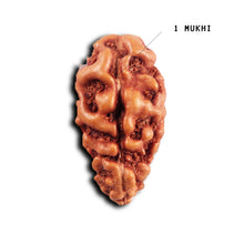 Load image into Gallery viewer, 1 Mukhi  Rudraksha from Indonesia - Bead No.148
