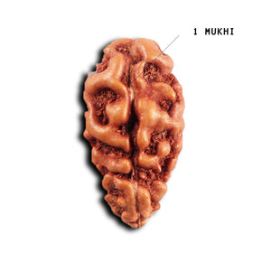 1 Mukhi  Rudraksha from Indonesia - Bead No.148