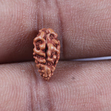 Load image into Gallery viewer, 1 Mukhi  Rudraksha from Indonesia - Bead No.148
