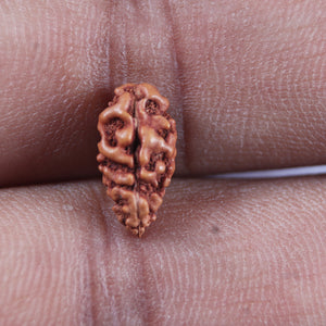 1 Mukhi  Rudraksha from Indonesia - Bead No.148