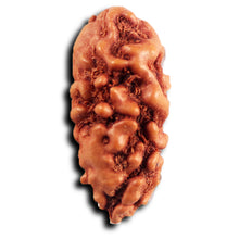 Load image into Gallery viewer, 1 Mukhi  Rudraksha from Indonesia - Bead No.148
