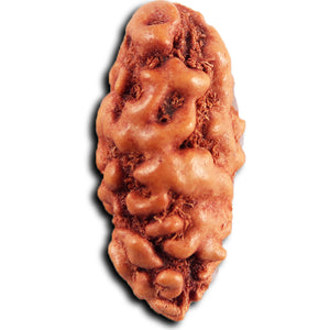 1 Mukhi  Rudraksha from Indonesia - Bead No.148