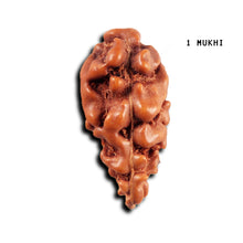 Load image into Gallery viewer, 1 Mukhi  Rudraksha from Indonesia - Bead No.149
