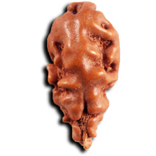 Load image into Gallery viewer, 1 Mukhi  Rudraksha from Indonesia - Bead No.149
