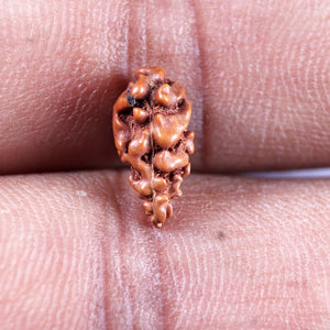 1 Mukhi  Rudraksha from Indonesia - Bead No.149