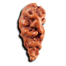 Load image into Gallery viewer, 1 Mukhi  Rudraksha from Indonesia - Bead No.149
