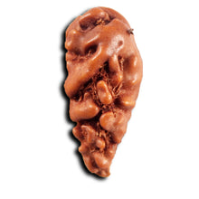 Load image into Gallery viewer, 1 Mukhi  Rudraksha from Indonesia - Bead No.149
