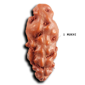 1 Mukhi  Rudraksha from Indonesia - Bead No.150