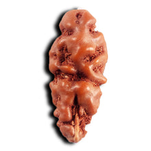 Load image into Gallery viewer, 1 Mukhi  Rudraksha from Indonesia - Bead No.150
