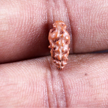 Load image into Gallery viewer, 1 Mukhi  Rudraksha from Indonesia - Bead No.150
