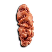 Load image into Gallery viewer, 1 Mukhi  Rudraksha from Indonesia - Bead No.150
