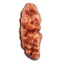 Load image into Gallery viewer, 1 Mukhi  Rudraksha from Indonesia - Bead No.150
