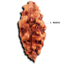 Load image into Gallery viewer, 1 Mukhi Ganesh Rudraksha from Indonesia - Bead No. 151
