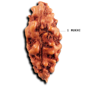 1 Mukhi Ganesh Rudraksha from Indonesia - Bead No. 151