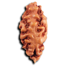 Load image into Gallery viewer, 1 Mukhi Ganesh Rudraksha from Indonesia - Bead No. 151
