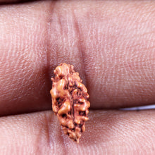 Load image into Gallery viewer, 1 Mukhi Ganesh Rudraksha from Indonesia - Bead No. 151
