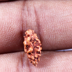 1 Mukhi Ganesh Rudraksha from Indonesia - Bead No. 151