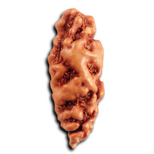 Load image into Gallery viewer, 1 Mukhi Ganesh Rudraksha from Indonesia - Bead No. 151
