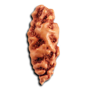 1 Mukhi Ganesh Rudraksha from Indonesia - Bead No. 151