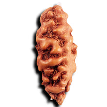 Load image into Gallery viewer, 1 Mukhi Ganesh Rudraksha from Indonesia - Bead No. 151
