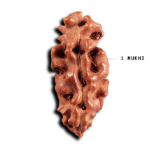 Load image into Gallery viewer, 1 Mukhi Ganesh Rudraksha from Indonesia - Bead No. 152
