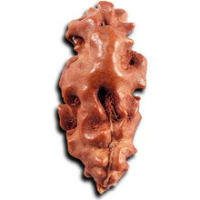 Load image into Gallery viewer, 1 Mukhi Ganesh Rudraksha from Indonesia - Bead No. 152
