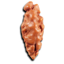 Load image into Gallery viewer, 1 Mukhi  Rudraksha from Indonesia - Bead No.153
