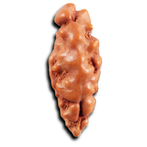 1 Mukhi  Rudraksha from Indonesia - Bead No.153