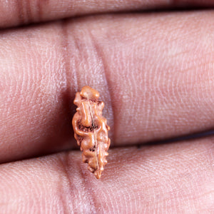 1 Mukhi  Rudraksha from Indonesia - Bead No.153