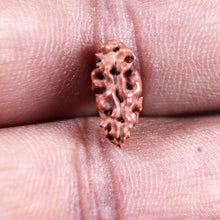 Load image into Gallery viewer, 1 Mukhi Ganesh Rudraksha from Indonesia - Bead No. 152
