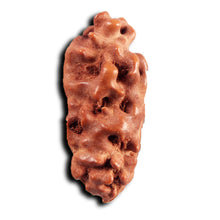 Load image into Gallery viewer, 1 Mukhi Ganesh Rudraksha from Indonesia - Bead No. 152
