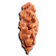 Load image into Gallery viewer, 1 Mukhi  Rudraksha from Indonesia - Bead No.153
