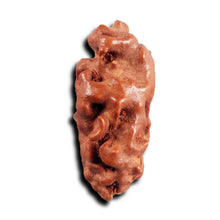 Load image into Gallery viewer, 1 Mukhi Ganesh Rudraksha from Indonesia - Bead No. 152
