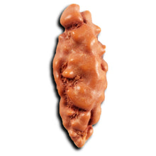 Load image into Gallery viewer, 1 Mukhi  Rudraksha from Indonesia - Bead No.153
