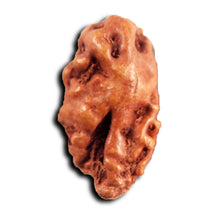 Load image into Gallery viewer, 1 Mukhi  Rudraksha from Indonesia - Bead No.154
