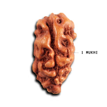 Load image into Gallery viewer, 1 Mukhi  Rudraksha from Indonesia - Bead No.154
