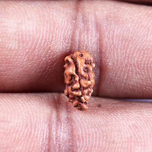 1 Mukhi  Rudraksha from Indonesia - Bead No.154