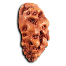 Load image into Gallery viewer, 1 Mukhi  Rudraksha from Indonesia - Bead No.154
