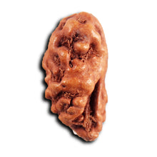 Load image into Gallery viewer, 1 Mukhi  Rudraksha from Indonesia - Bead No.154
