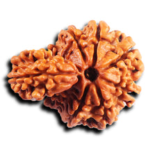 Load image into Gallery viewer, 1 Mukhi Savar Rudraksha from Nepal - Bead No. 81
