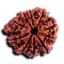 Load image into Gallery viewer, 1 Mukhi Savar Rudraksha from Nepal - Bead No. 82
