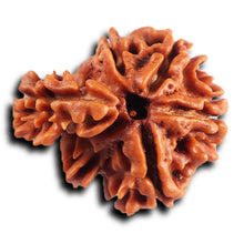 Load image into Gallery viewer, 1 Mukhi Savar Rudraksha from Nepal - Bead No. 83
