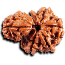 Load image into Gallery viewer, 1 Mukhi Savar Rudraksha from Nepal - Bead No. 87
