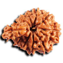 Load image into Gallery viewer, 1 Mukhi Savar Rudraksha from Nepal - Bead No. 88
