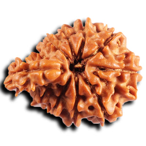 1 Mukhi Savar Rudraksha from Nepal - Bead No. 88