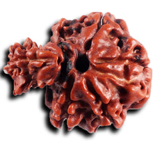 Load image into Gallery viewer, 1 Mukhi Savar Rudraksha from Nepal - Bead No. 89
