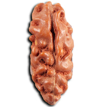 Load image into Gallery viewer, 1 Mukhi Ganesh Rudraksha from Indonesia - Bead No. 146
